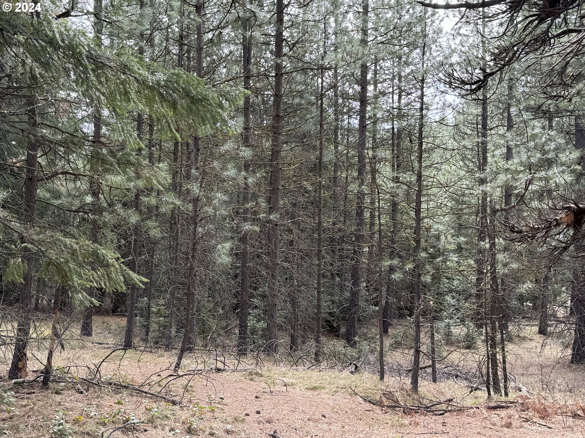 a view of a forest filled with trees