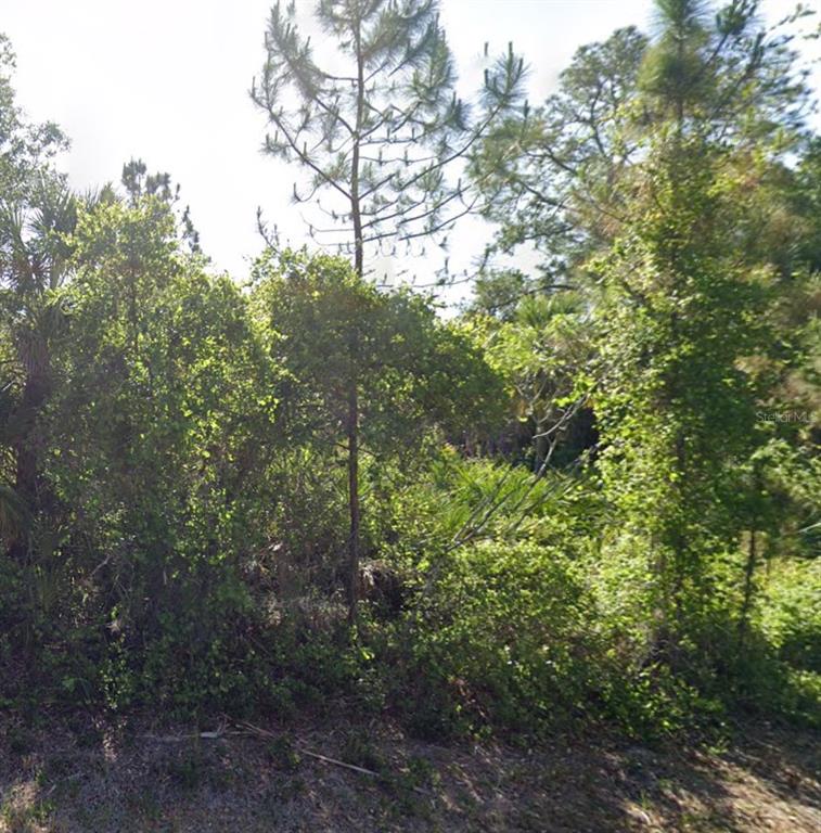 a view of a forest with lots of trees