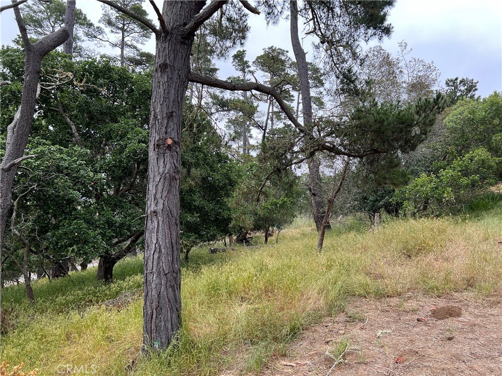 a view of a yard with a tree