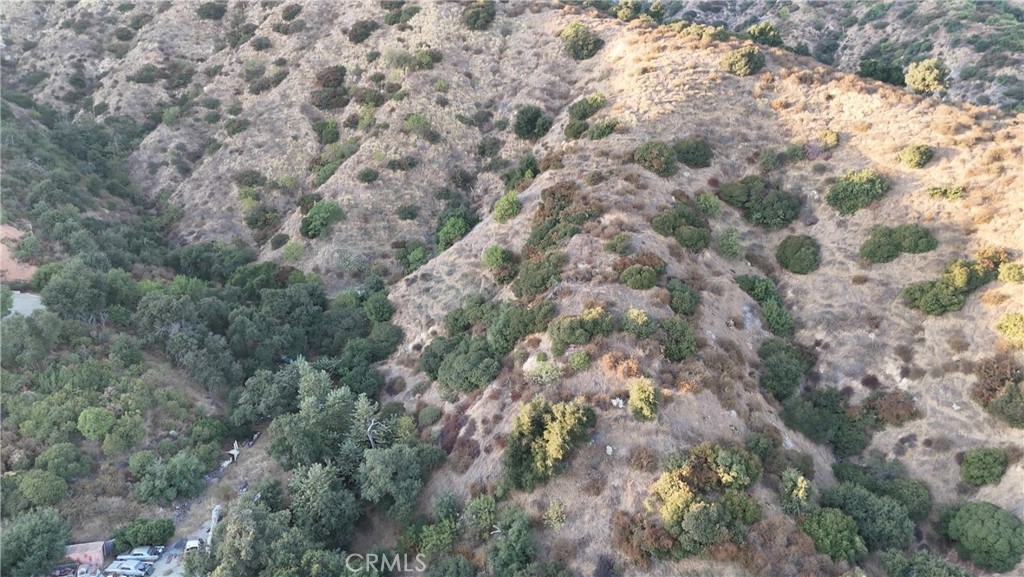 a view of a forest with a tree