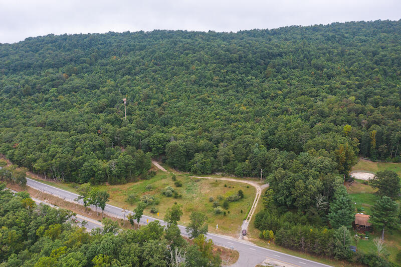 a view of a forest with a mountain