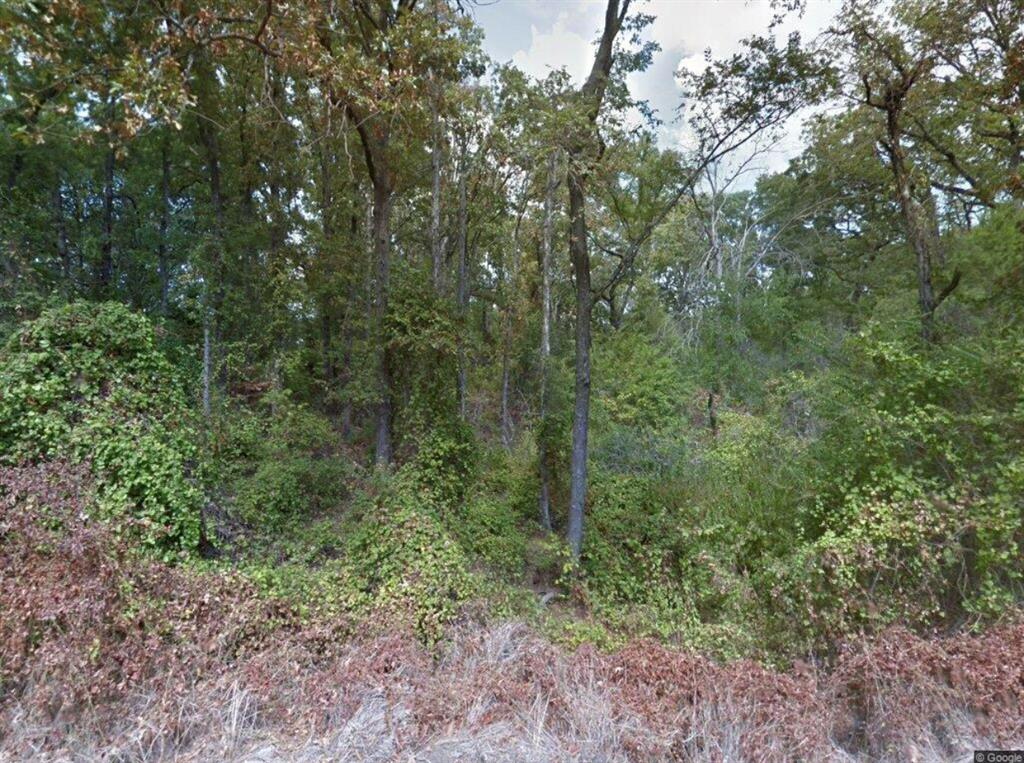 a view of a forest that has a tree