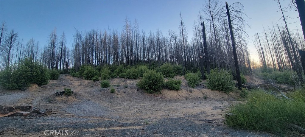 a view of a forest with a wooden fence