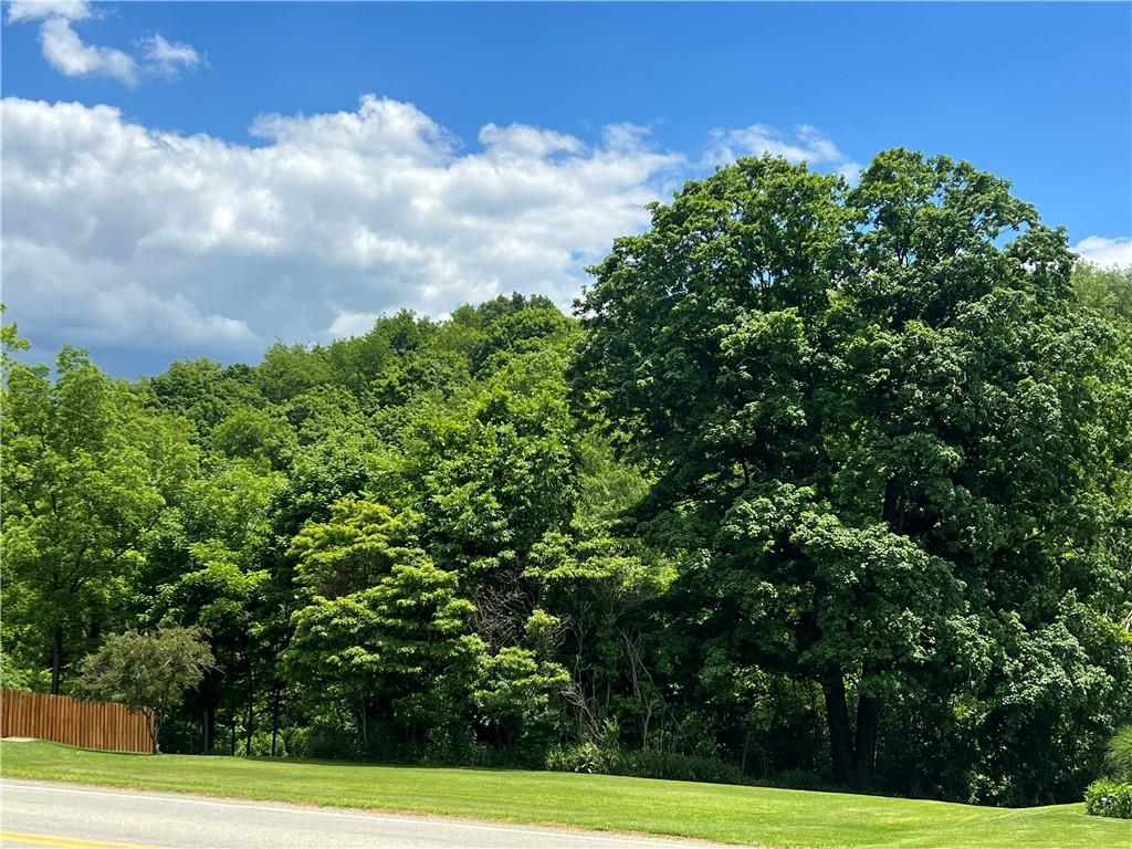 a view of a yard with plants and large trees