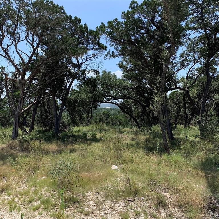 a view of a forest with trees in the background