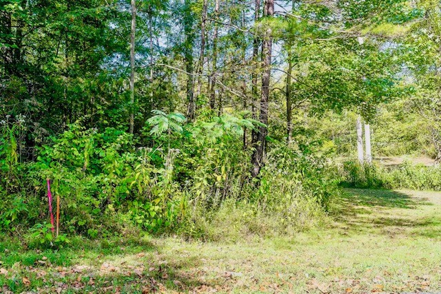 a view of a yard with plants and large trees