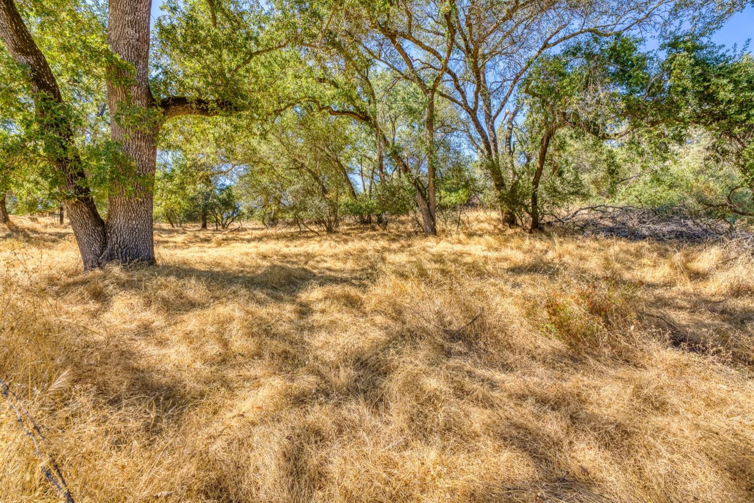 a view of a yard with large trees