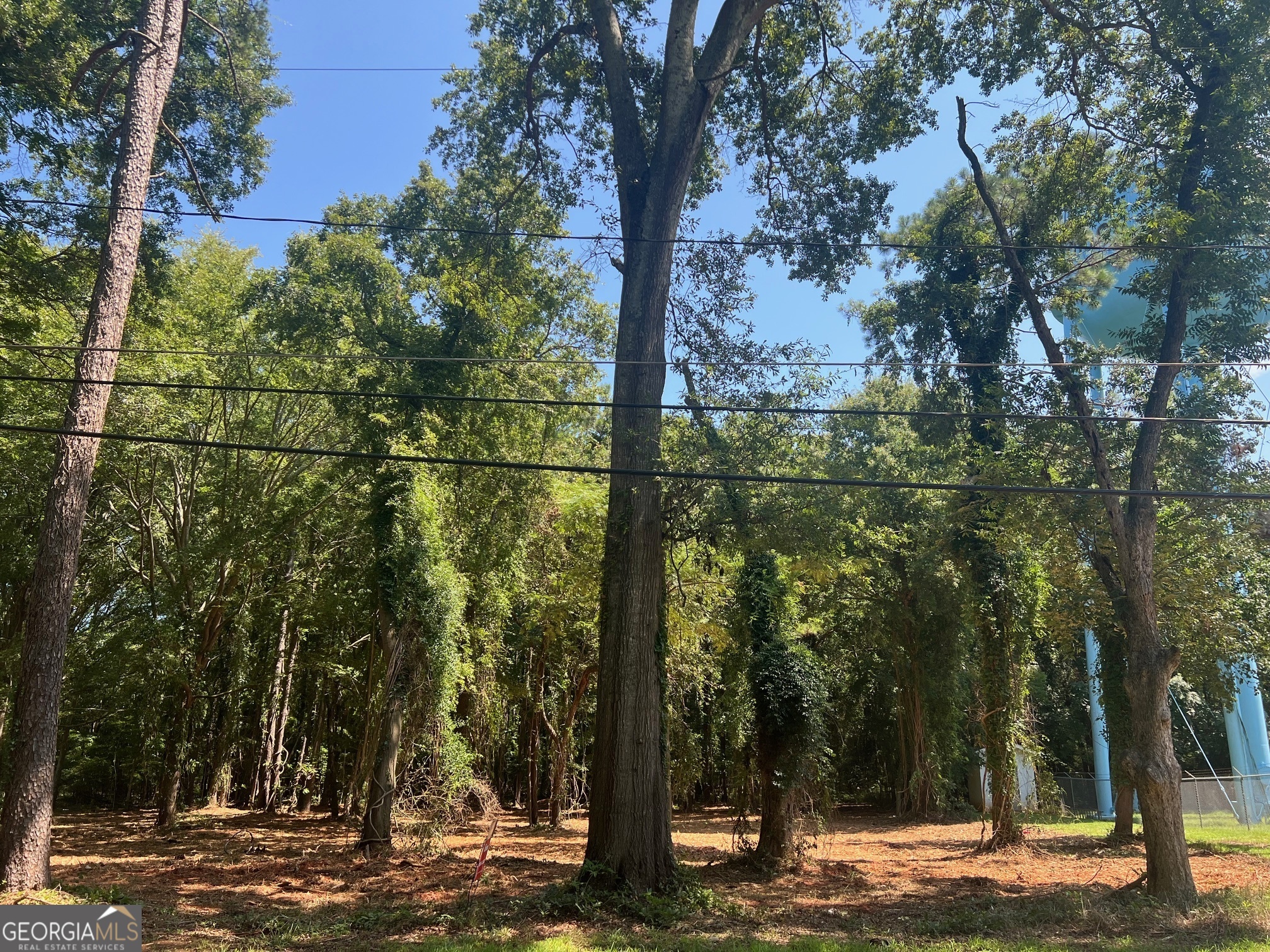 a view of a yard with lots of trees