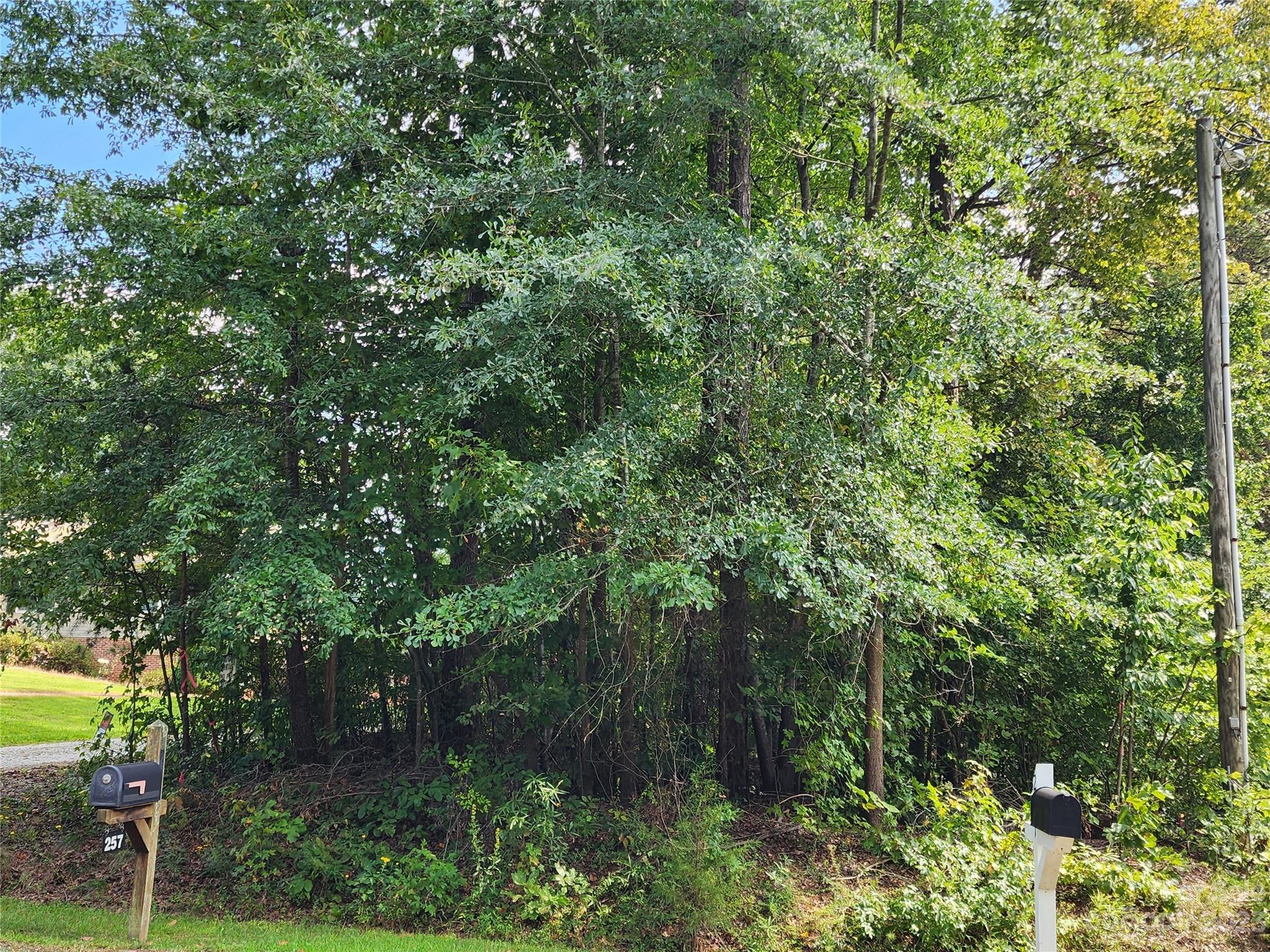 a view of a tree in a garden