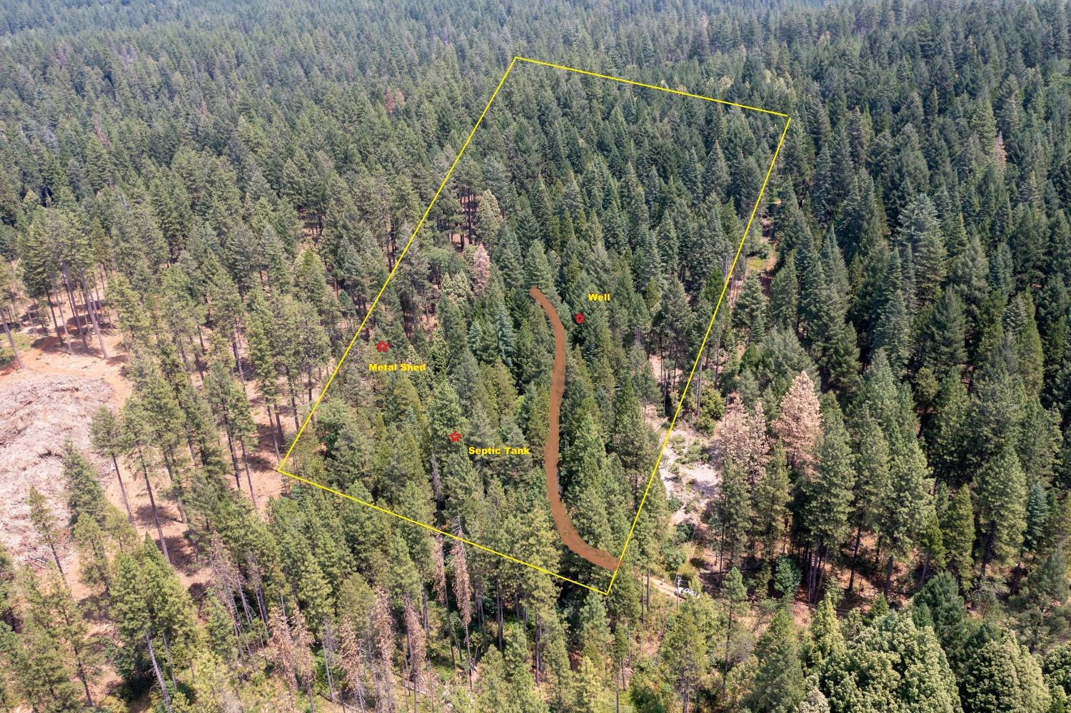 a view of a forest with a tree