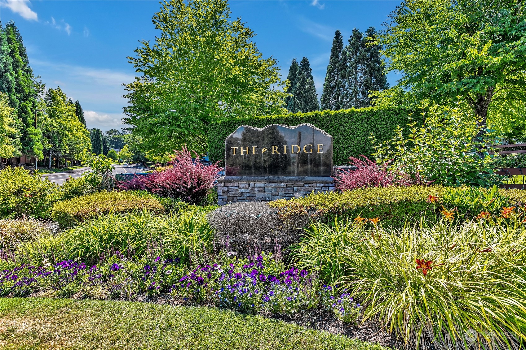 a view of a garden with large trees