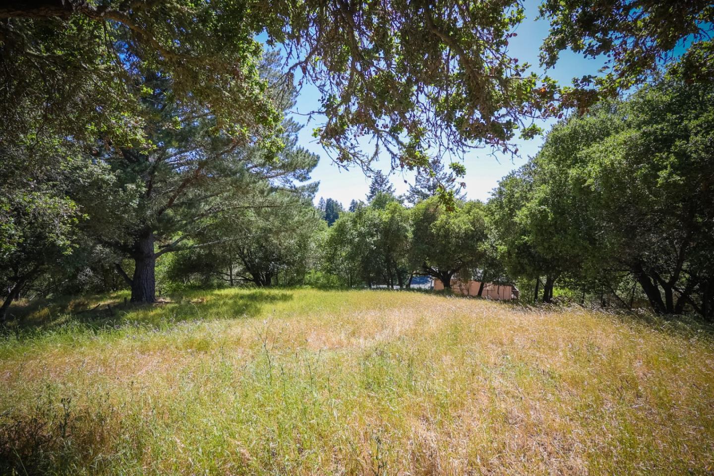 a view of a yard with a tree