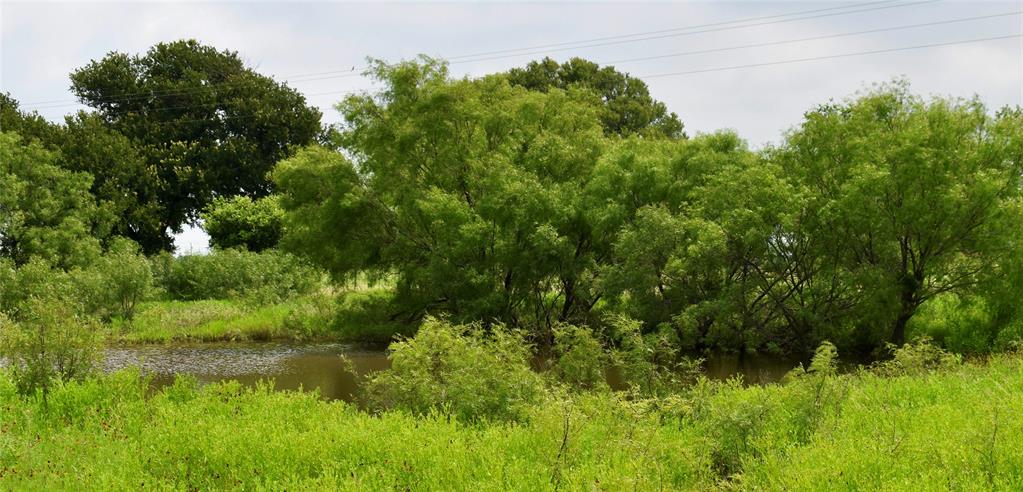 a view of a lush green forest