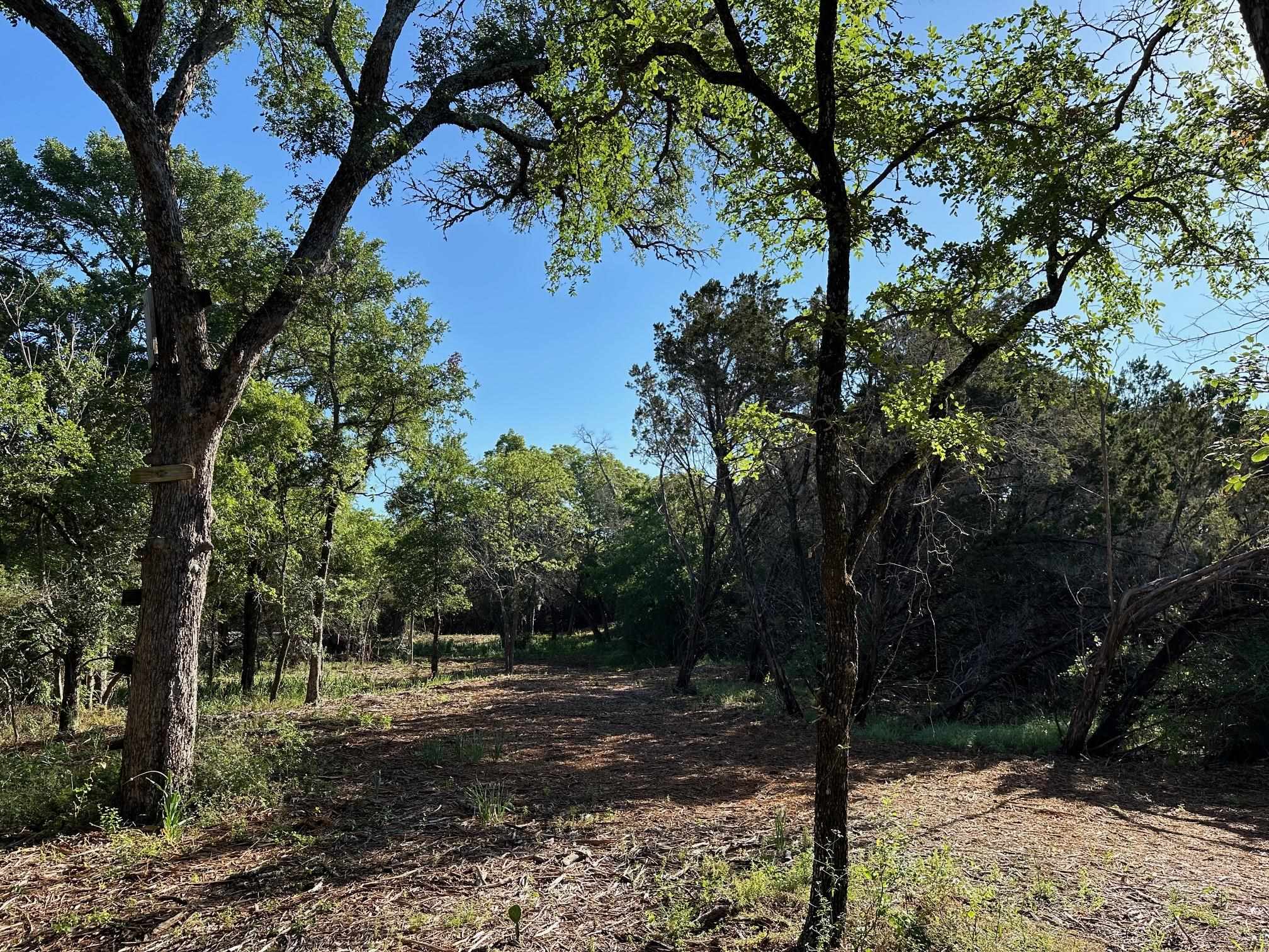 a view of a yard with trees in the background