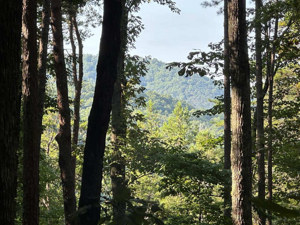 a view of a tree in the middle of a forest