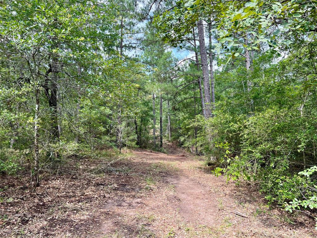 a view of a forest with trees