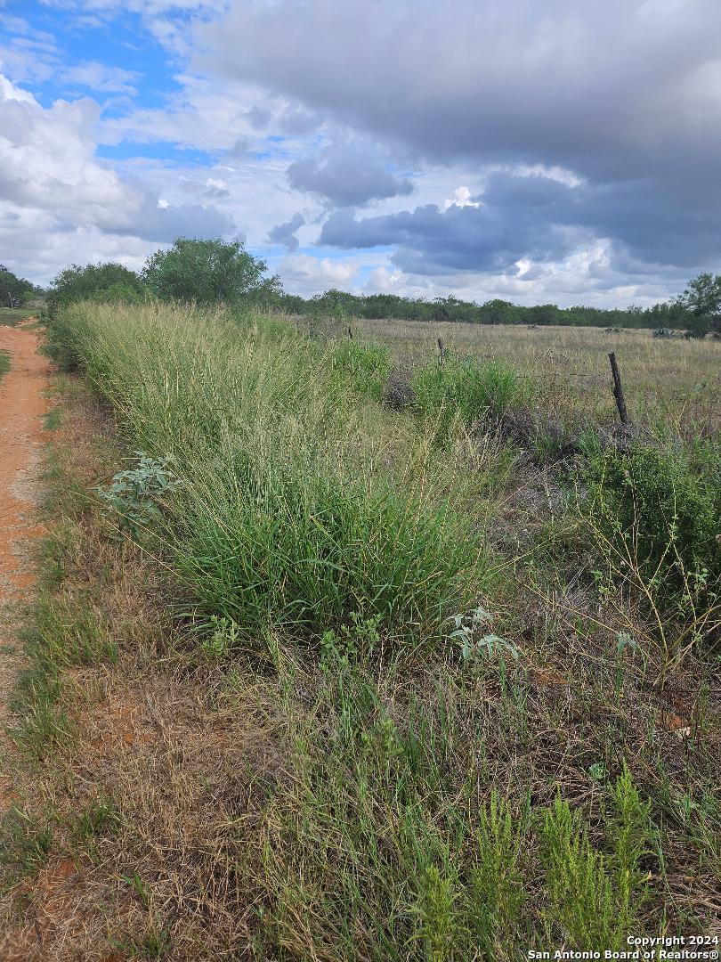 a view of a yard