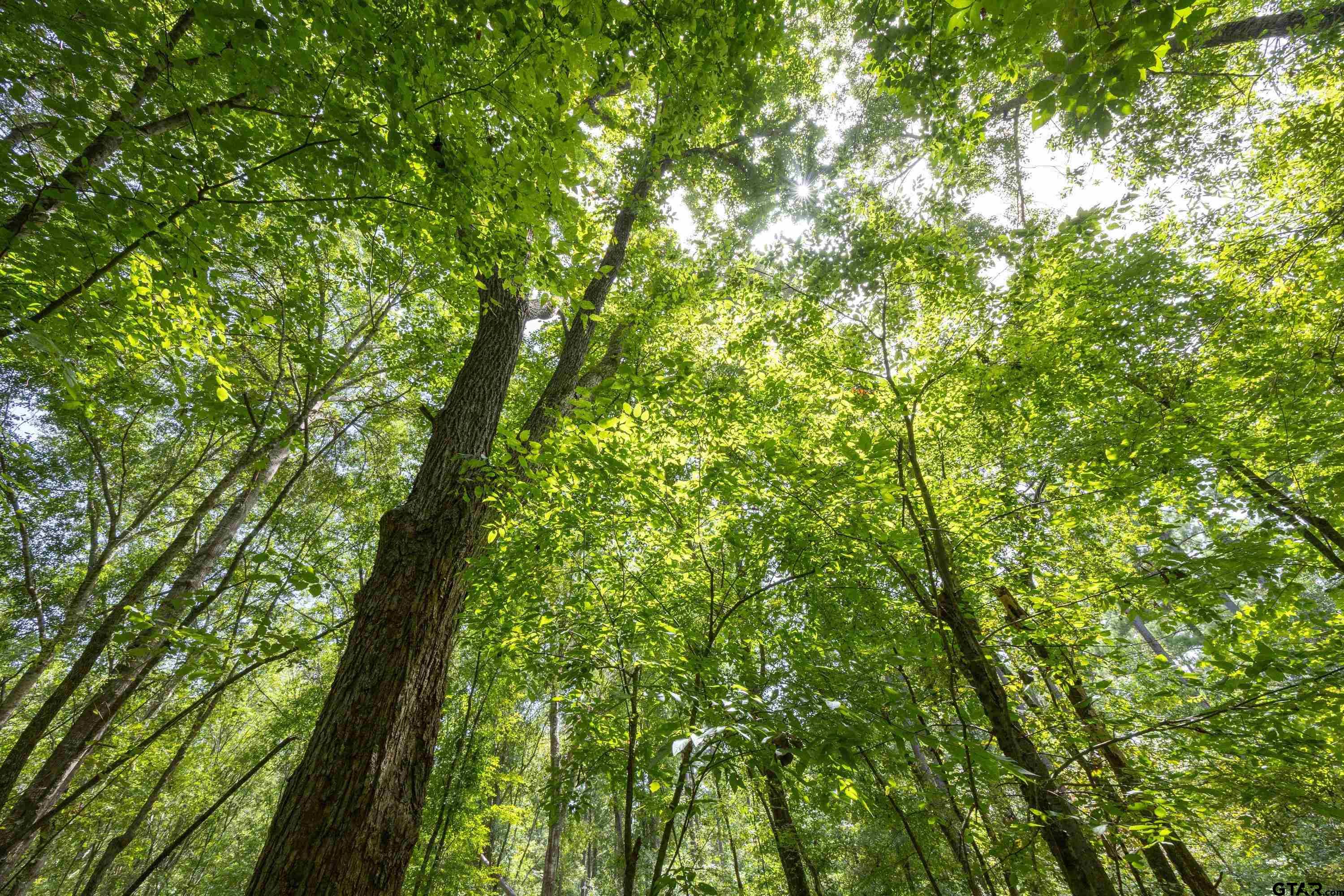 a view of a lush green forest