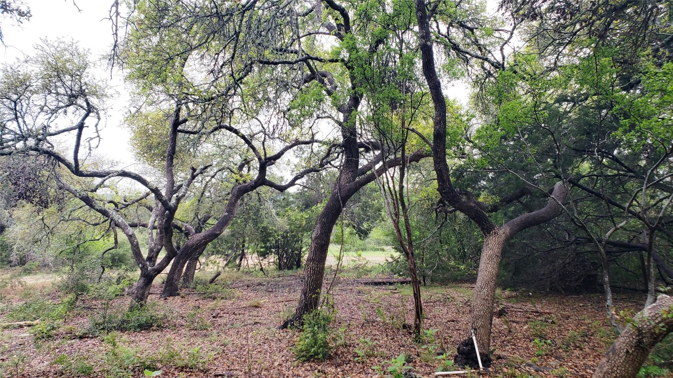 several oak groves