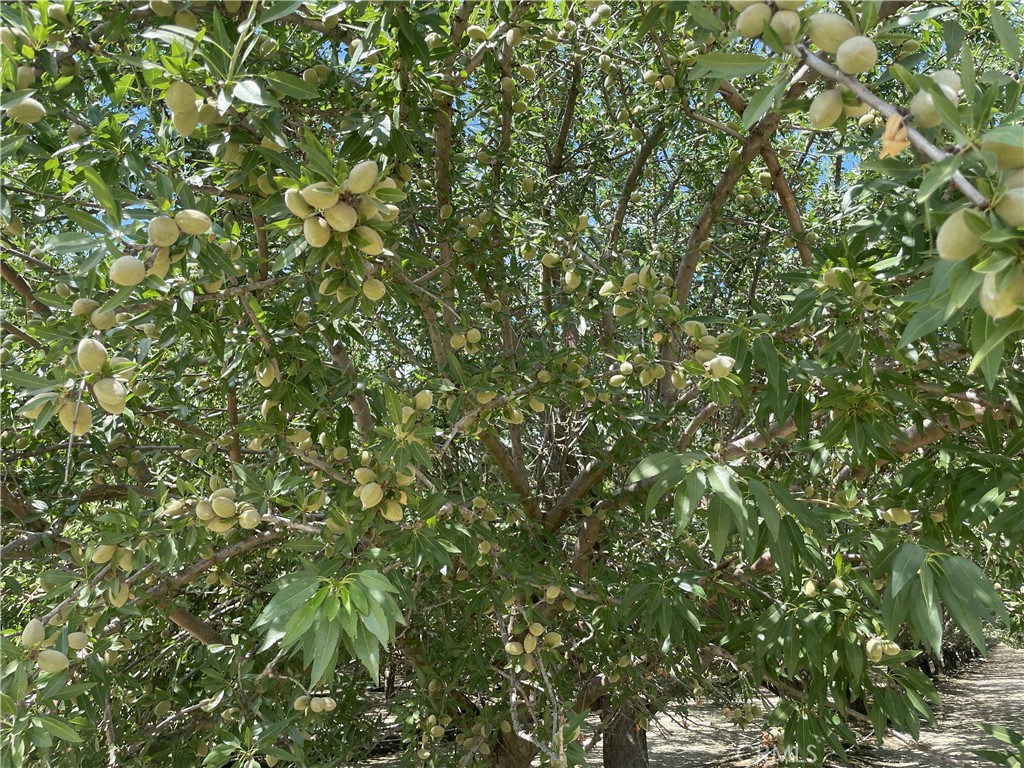 a view of a tree