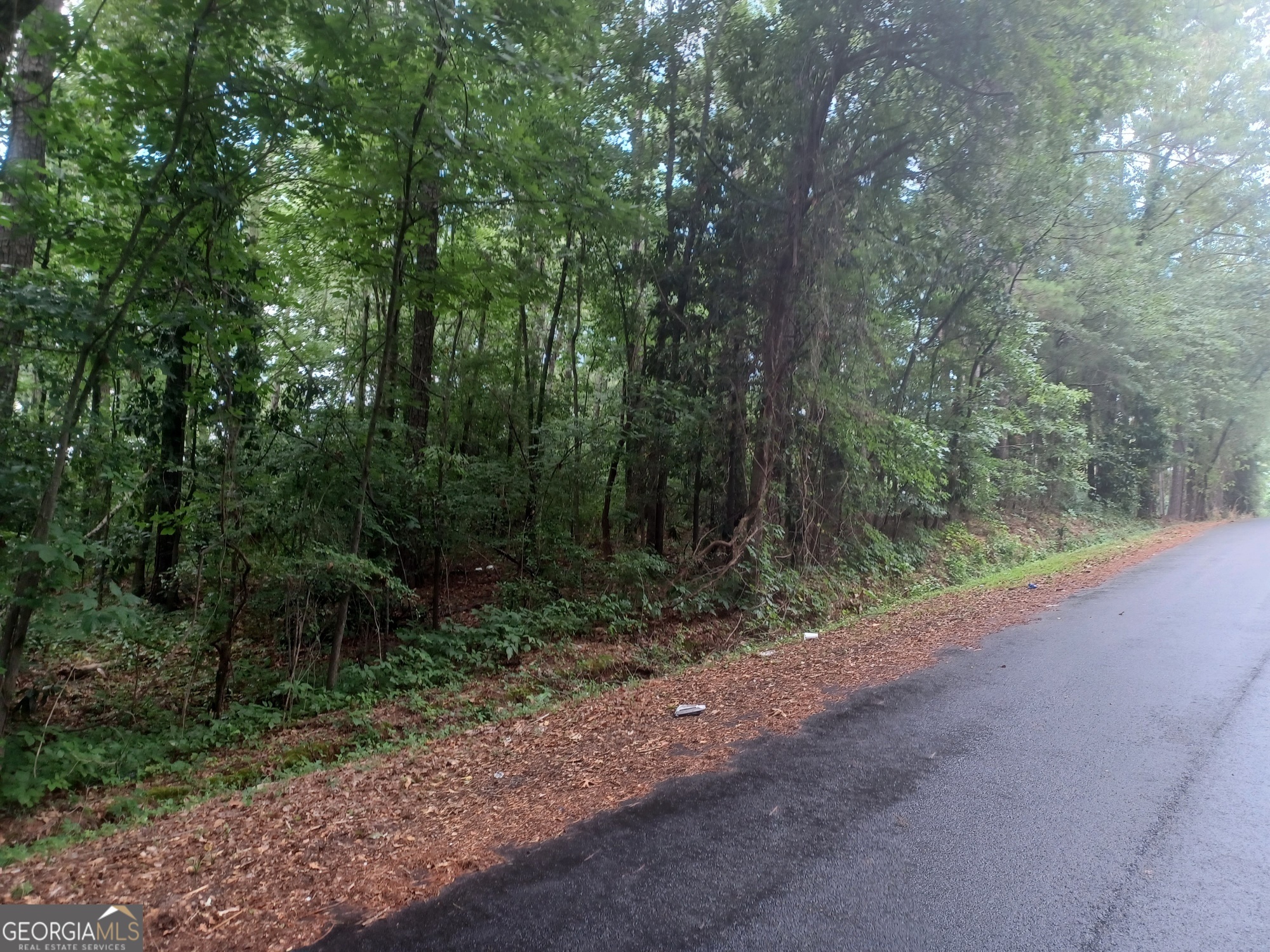 a view of a forest with trees