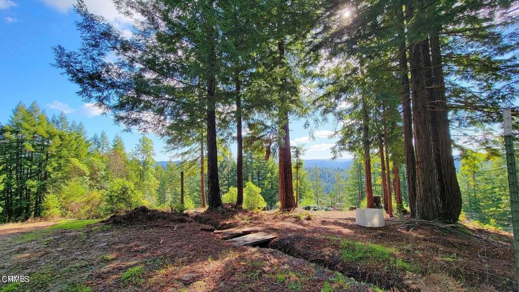 a view of a backyard with trees