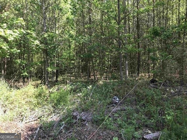 a view of a forest with a tree