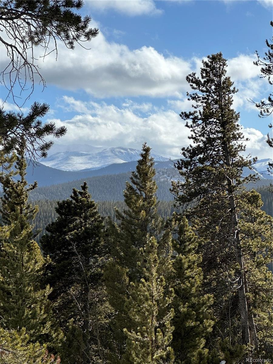 a view of a bunch of trees in the background