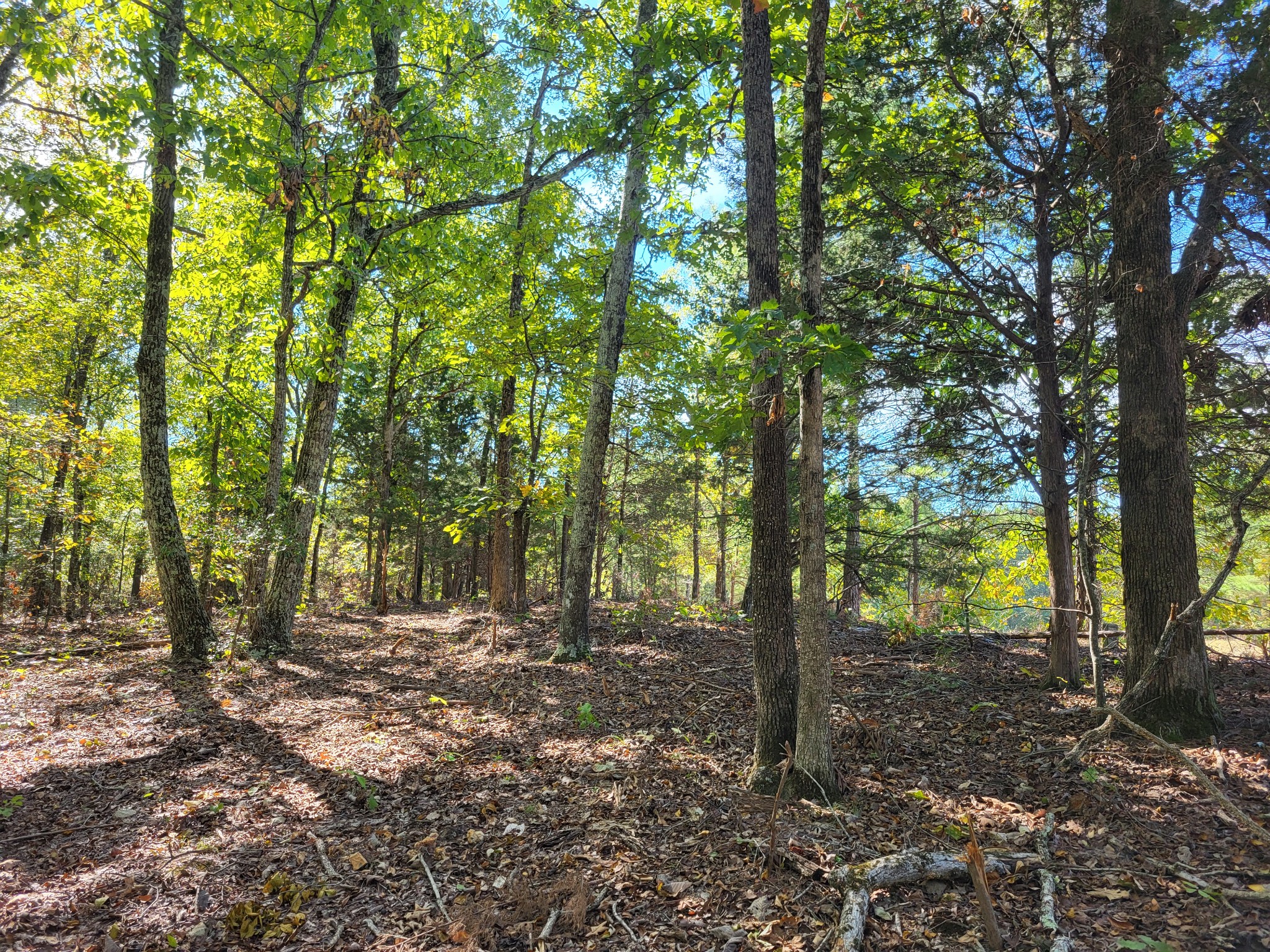 a view of outdoor space with lots of trees