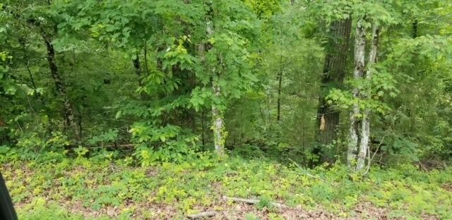 a view of a lush green forest