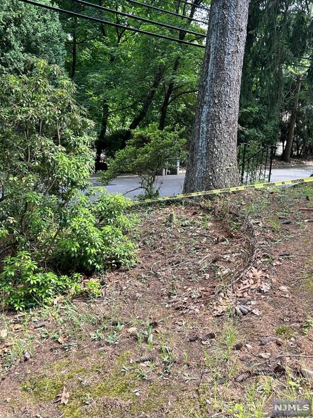 a view of a tree in a yard