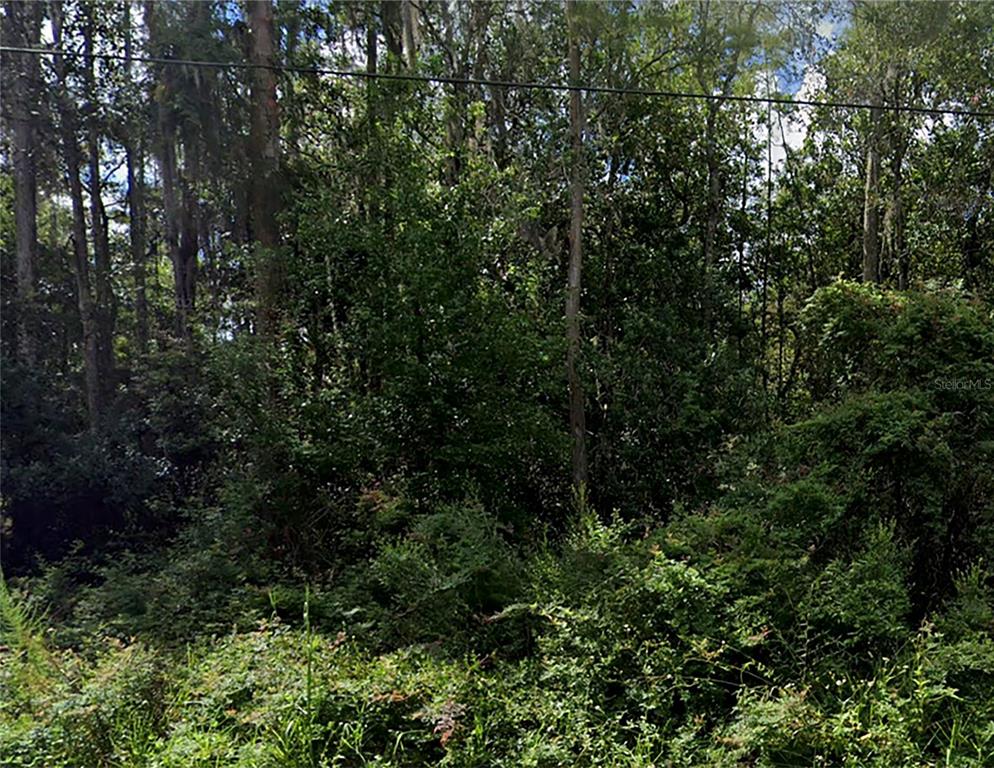 a view of a lush green forest