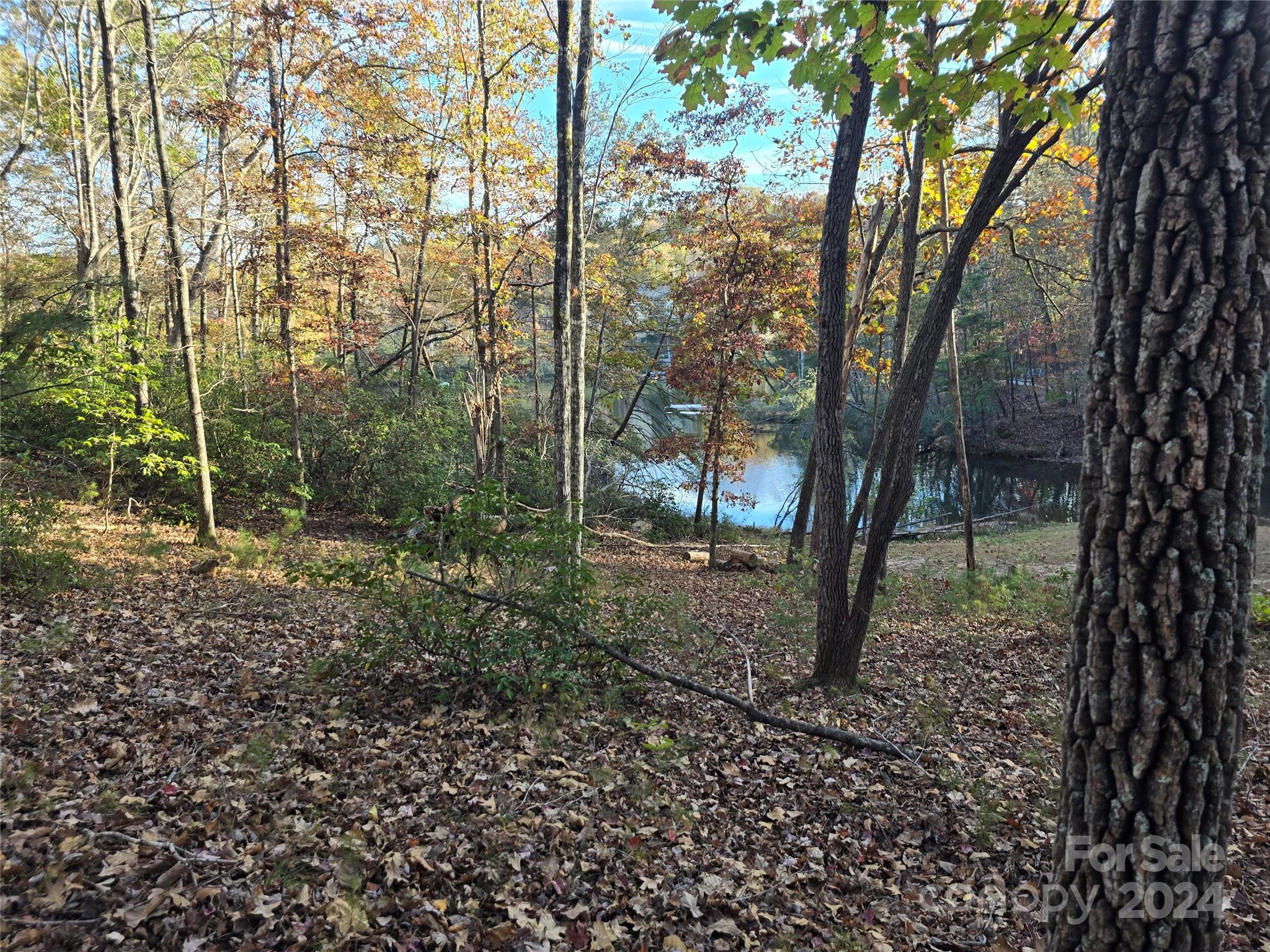 a view of a forest filled with trees