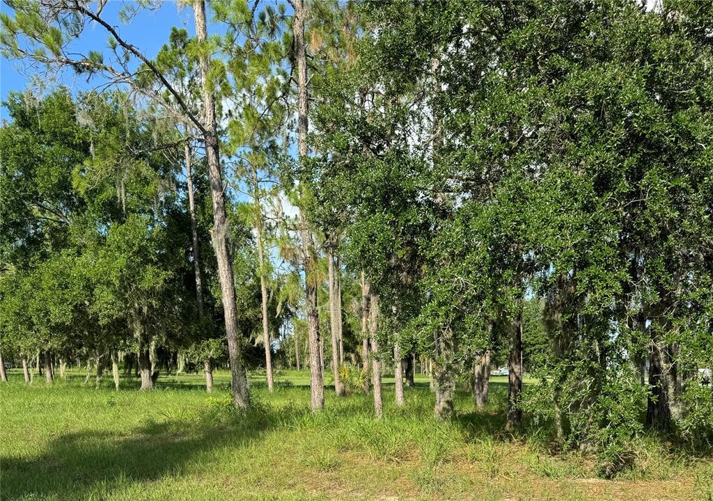 a view of a park with large trees