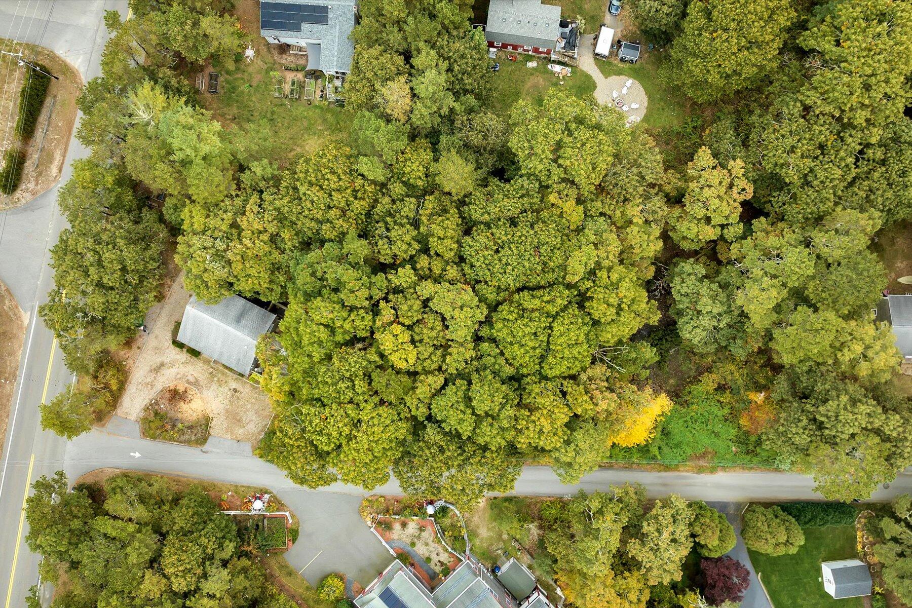 a view of a yard with plants