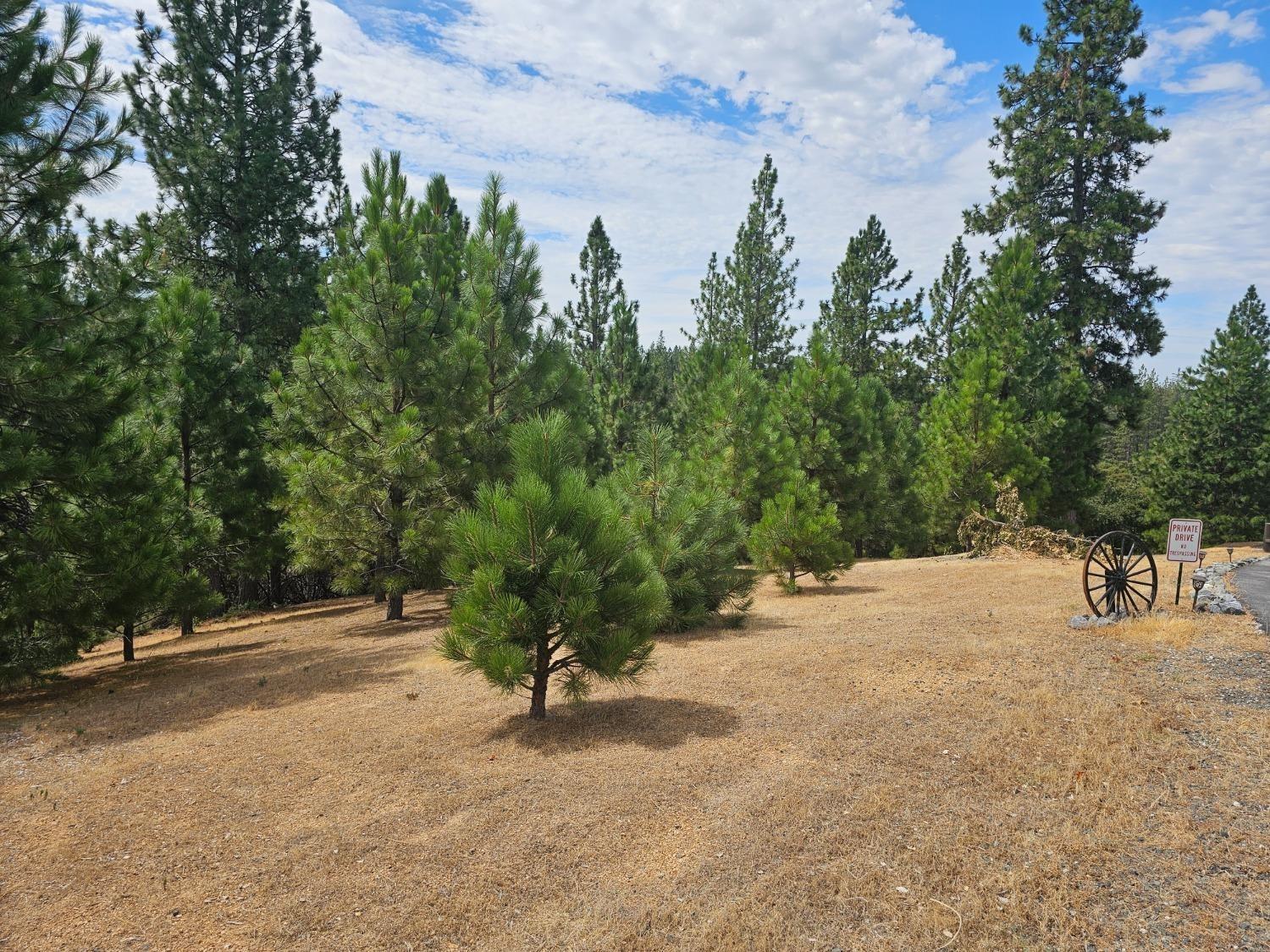 a view of a tree with plant in front of it