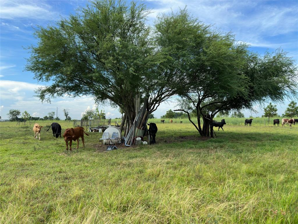 a view of a tree in a yard