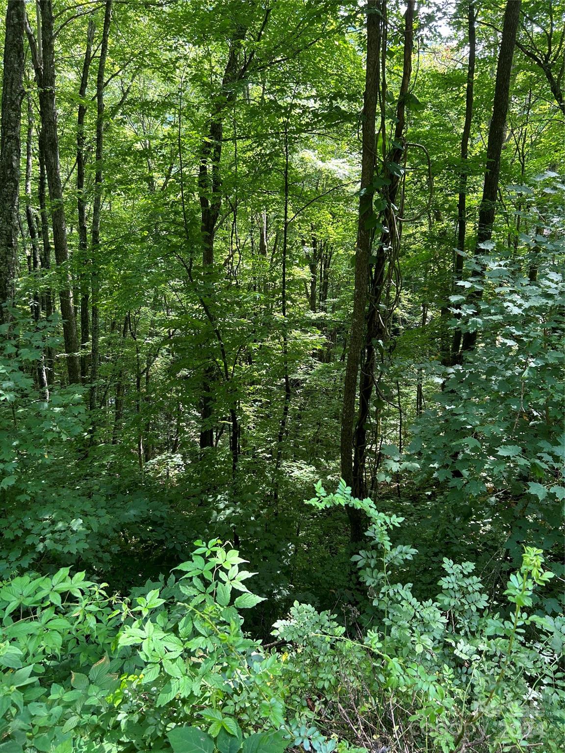 a view of a lush green forest