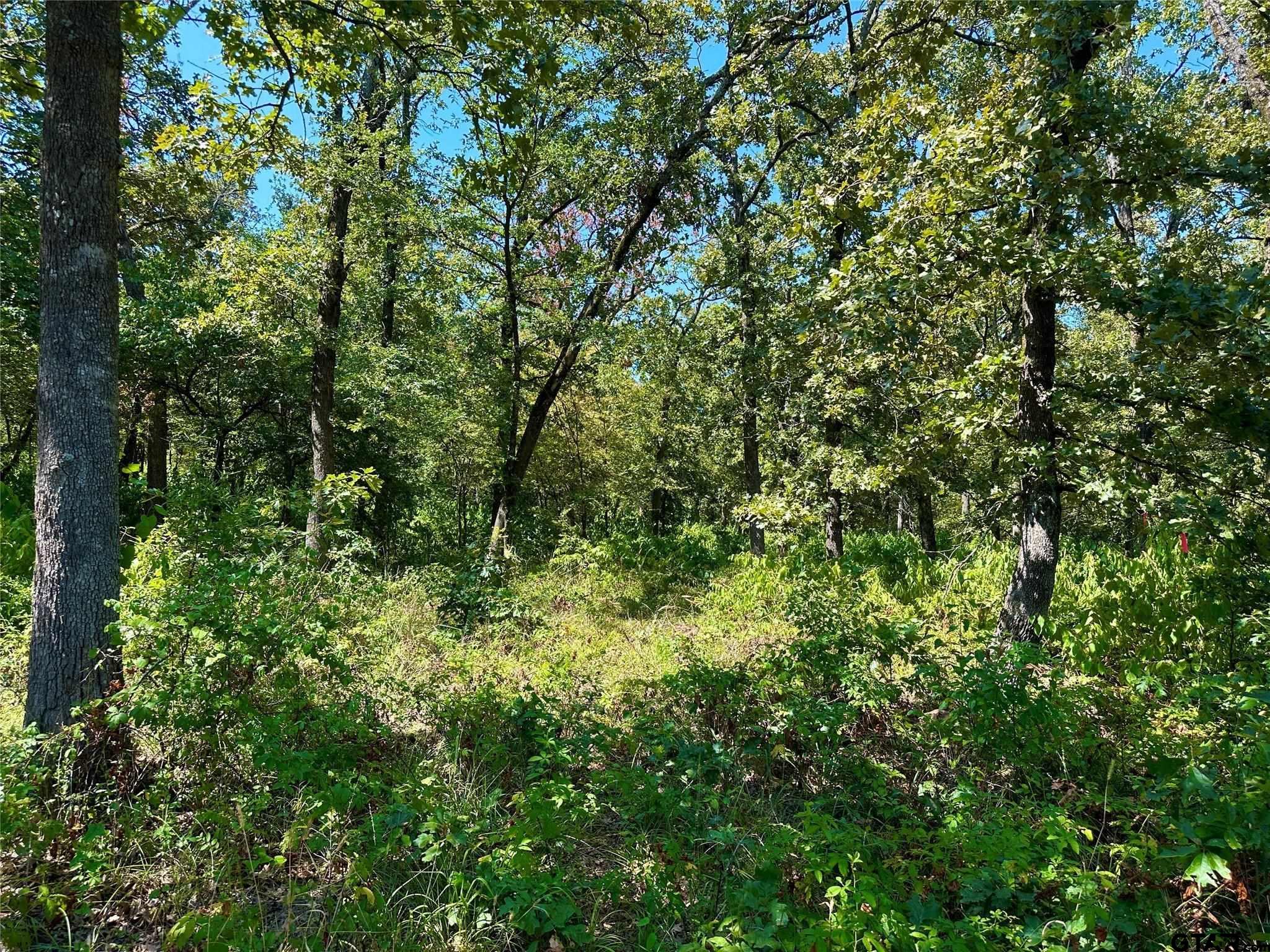 a view of a lush green forest