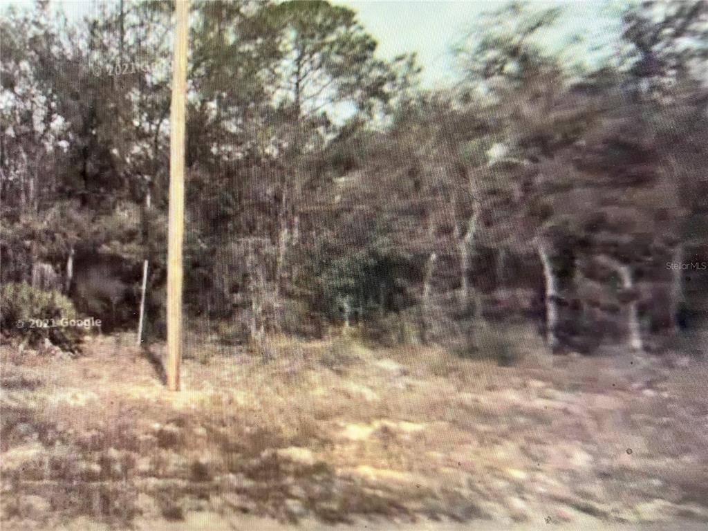 a view of a forest with trees