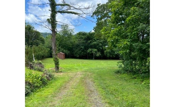 a view of a yard with plants and a large tree