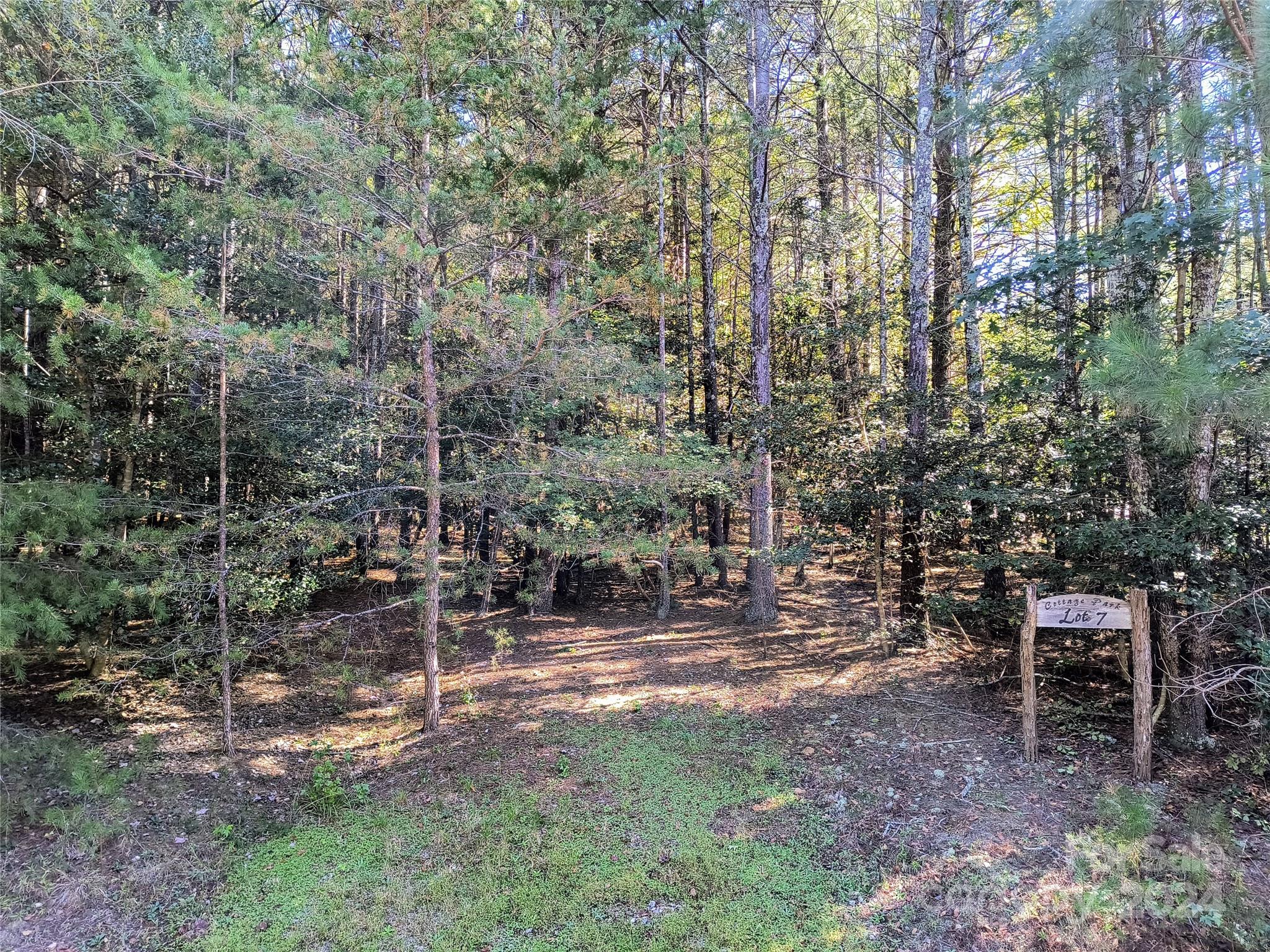 a view of a forest with lots of trees