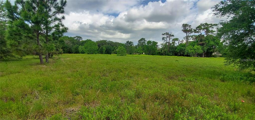 a view of field with tall trees