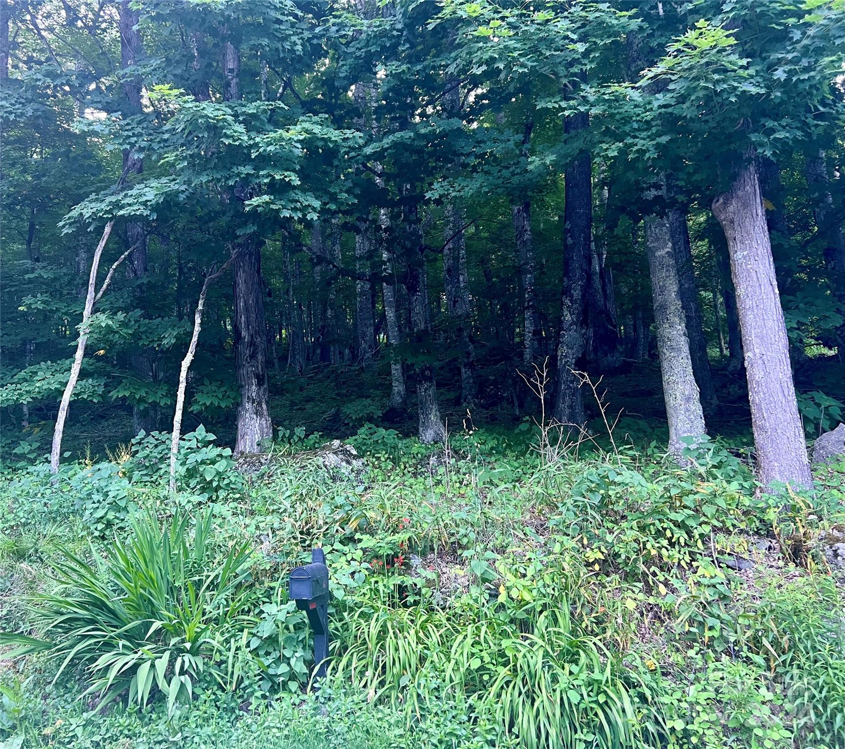 a backyard of a house with plants and tree