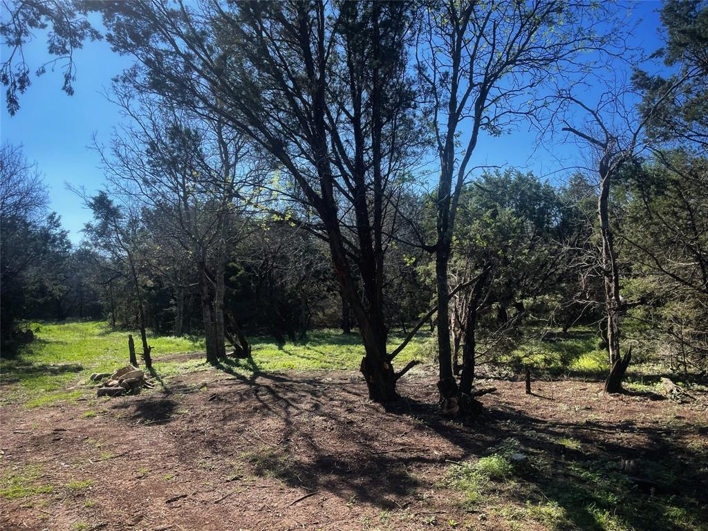 a view of a tree in a yard