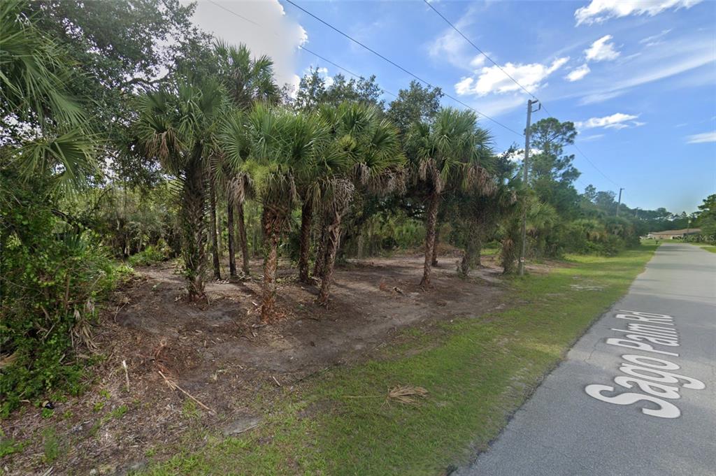 a view of a park with large trees