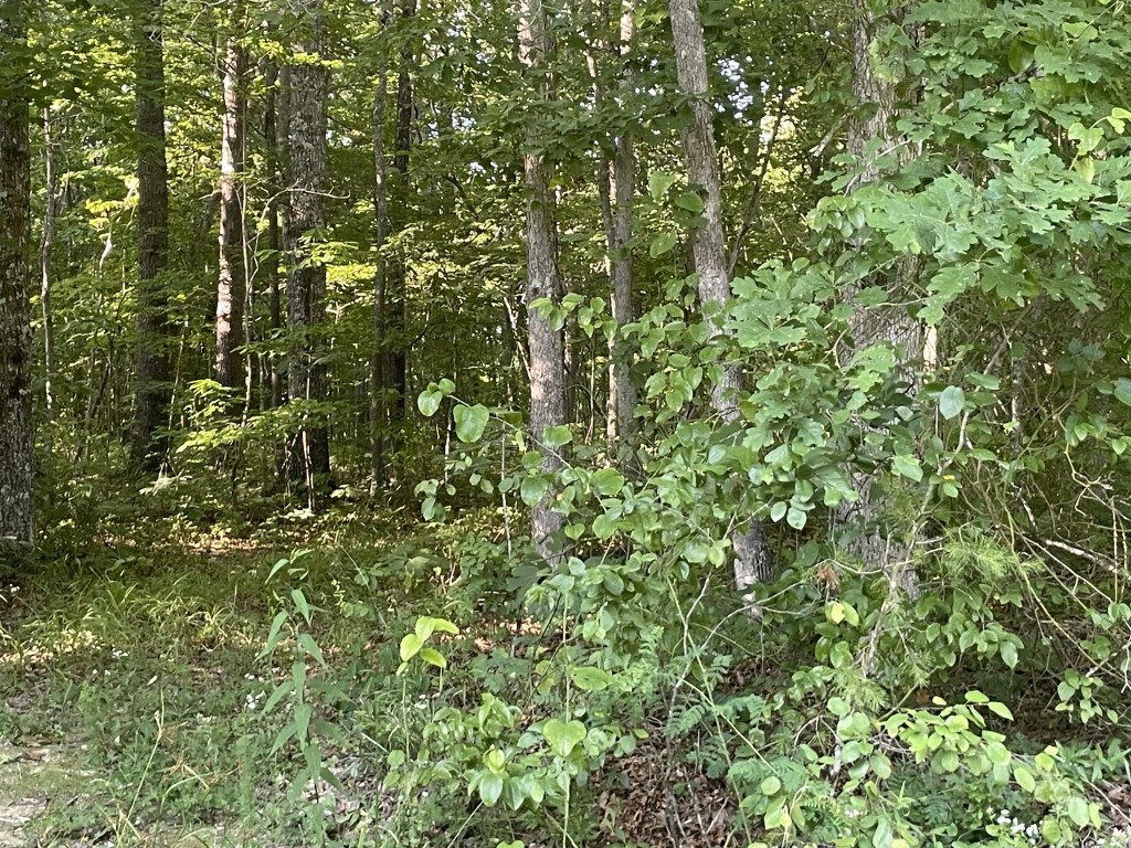 a view of a lush green forest