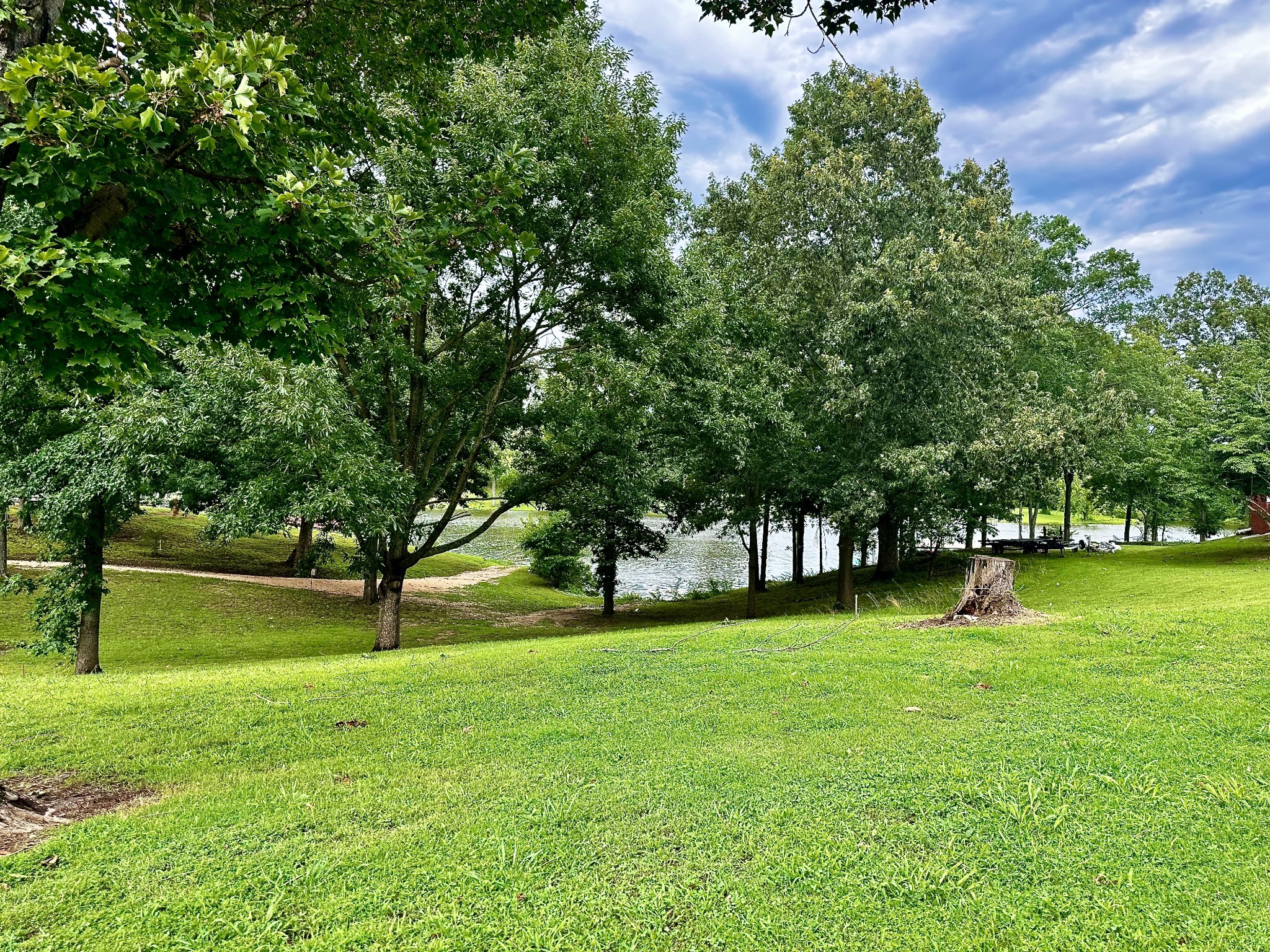 a view of a tree in a park