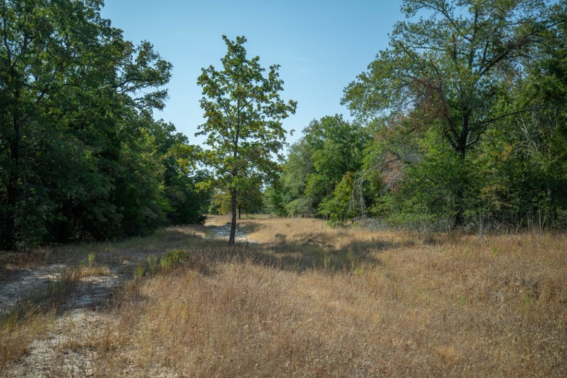 a view of a dirt road with trees in the background