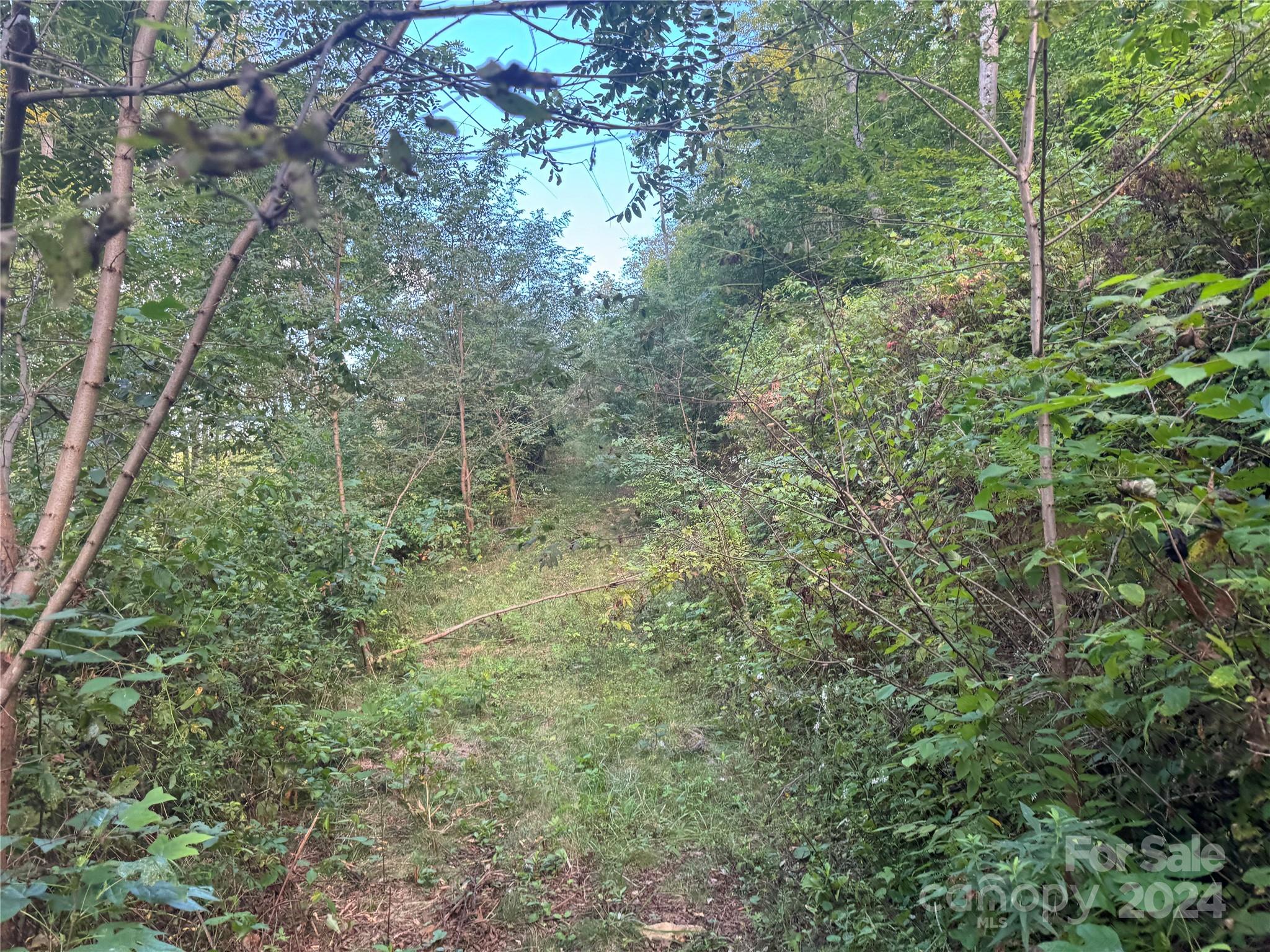 a view of a lush green forest